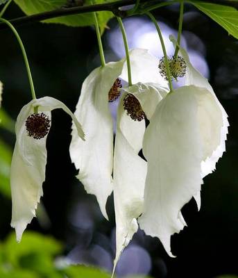DAVIDIA INVOLUCRATA